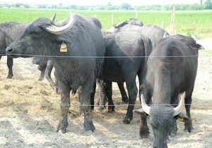 The bull herd and the boating ake of Nagyszéksós